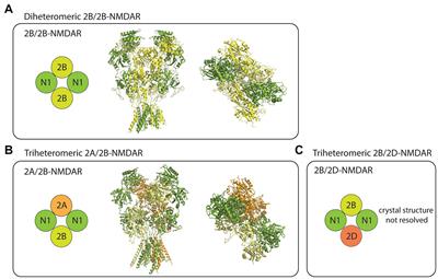 GluN2B-containing NMDARs in the mammalian brain: pharmacology, physiology, and pathology